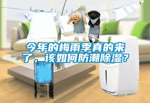 今年的梅雨季真的來了，該如何防潮除濕？
