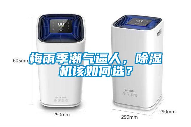 梅雨季潮氣逼人，除濕機該如何選？