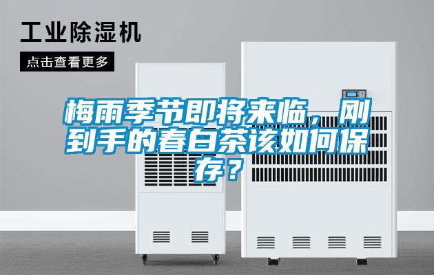 梅雨季節(jié)即將來臨，剛到手的春白茶該如何保存？