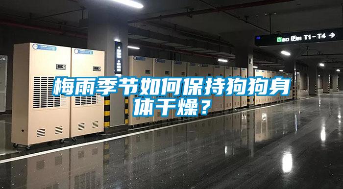 梅雨季節(jié)如何保持狗狗身體干燥？