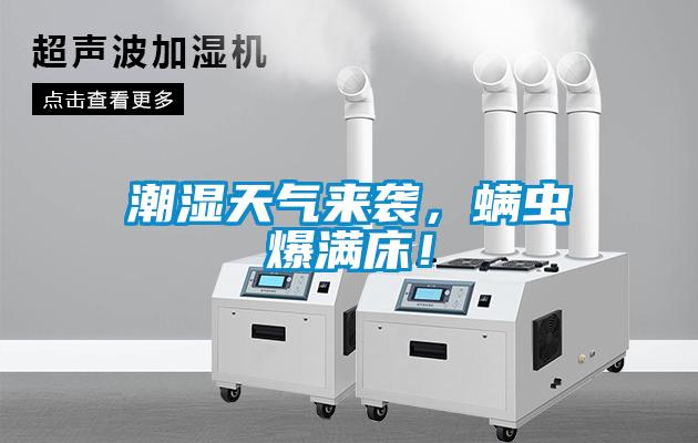 潮濕天氣來襲，螨蟲爆滿床！