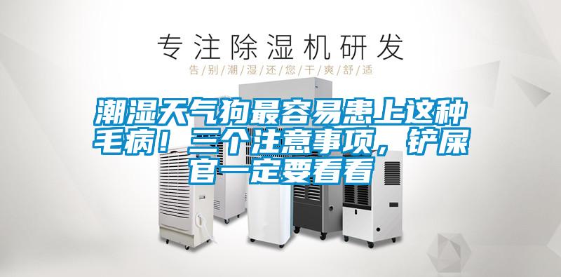 潮濕天氣狗最容易患上這種毛?。∪齻€(gè)注意事項(xiàng)，鏟屎官一定要看看