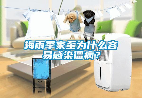 梅雨季家蠶為什么容易感染僵??？
