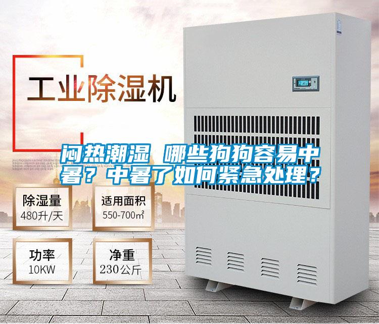 悶熱潮濕 哪些狗狗容易中暑？中暑了如何緊急處理？