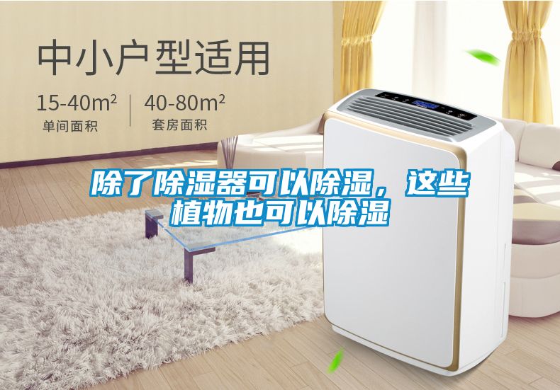 除了除濕器可以除濕，這些植物也可以除濕