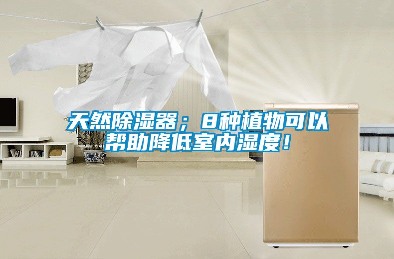 天然除濕器；8種植物可以幫助降低室內(nèi)濕度！